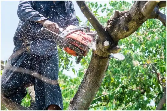 tree services Thornton